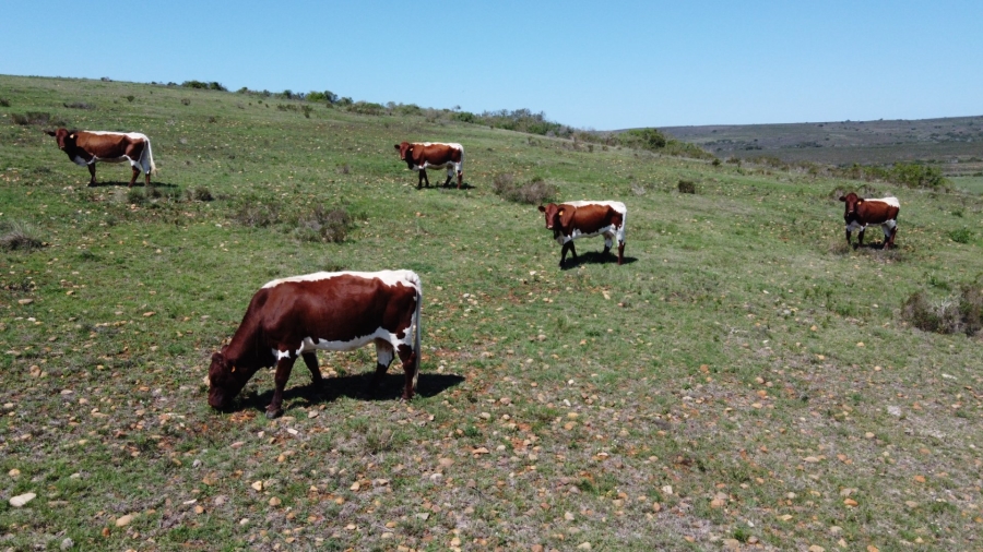 Commercial Property for Sale in Mossel Bay Rural Western Cape